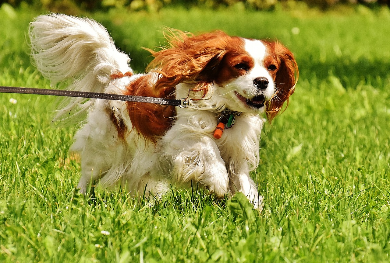 The Playful Spirit of Cocker Spaniels